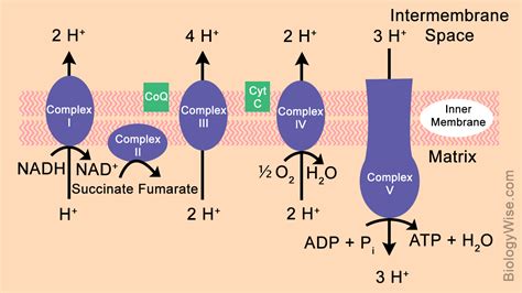 Electron Transport Chain Steps