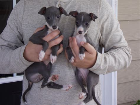 Italian Greyhound Puppies For Sale | East State Boulevard, FL #199683