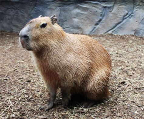 December's Featured Animal: Capybara