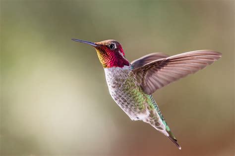 Anna's Hummingbird - Species360