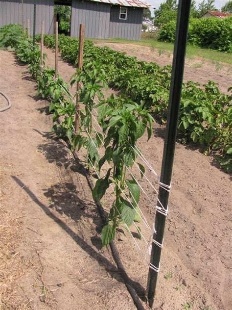 10 Best String To Tie Up Tomato Plants In 2023 - The Wrench Finder