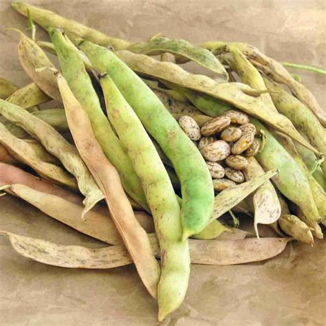 A Great Variety Of Beans Can Be Grown On Long Island - 27 East