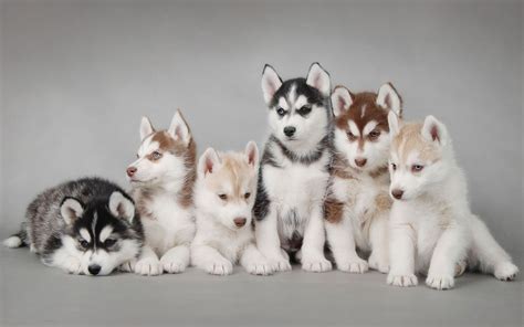 Siberian huskies come in a variety of colors and patterns. The most ...