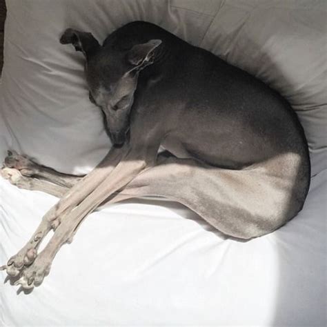 Sleeping position of the day // #ItalianGreyhound // Italian Greyhound ...