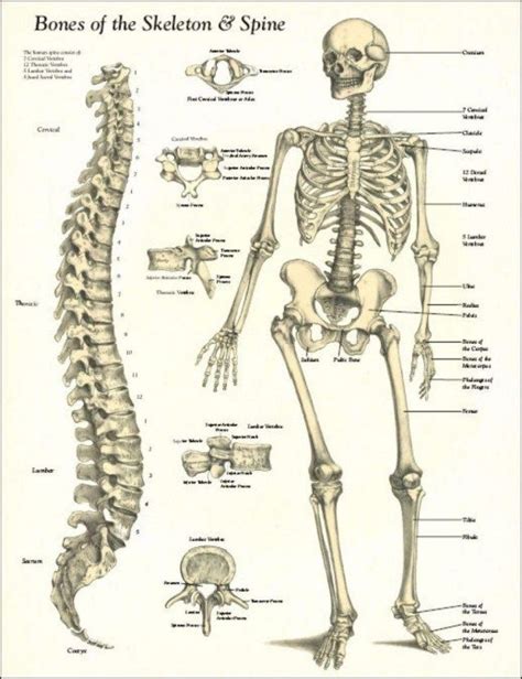 Bones Of The Body Anatomy - koibana.info | Human skeleton anatomy ...