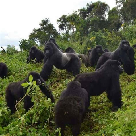 Mountain Gorilla Families in Bwindi Forest, Uganda | Africa Travel Journal