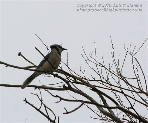 Birds Of The Texas Panhandle: Blue Jay