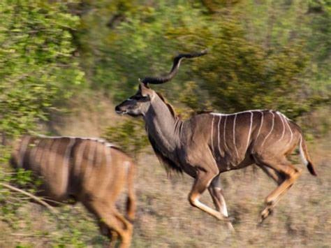 Mabula Game Lodge | Waterberg Limpopo | Exclusive Getaways