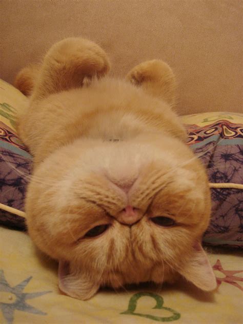 30 Hilarious Photos Of Cats That Can Sleep Wherever, Whenever, In ...