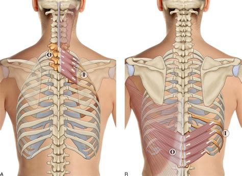 Posterior Rib Cage Muscles Anatomytools Com Human Anatomy Human ...