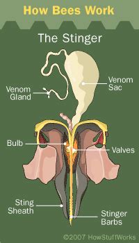 Bee stings and stinger removal: have we been doing it right?