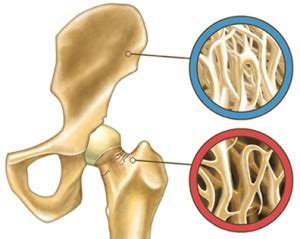 Bone Resorption - MyBioSource Learning Center