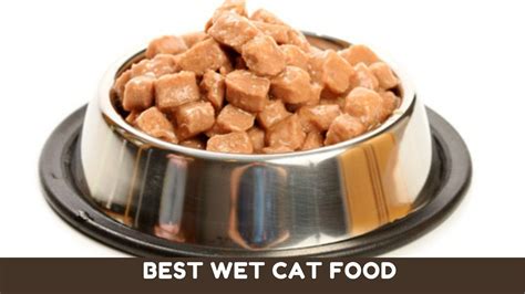 10 Best Wet Cat Foods For Indoor Cats Reviewed 2021 - Kitten Passion