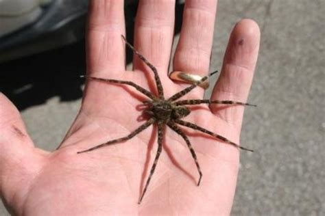 Giant Huntsman Spider Size Comparison