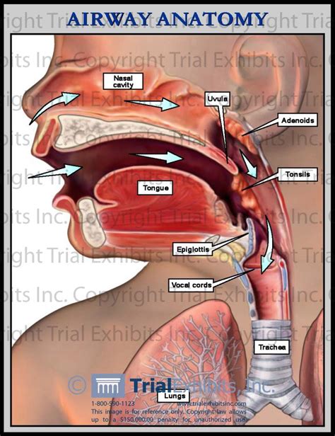 Vocal cord paralysis symptoms and causes – Artofit