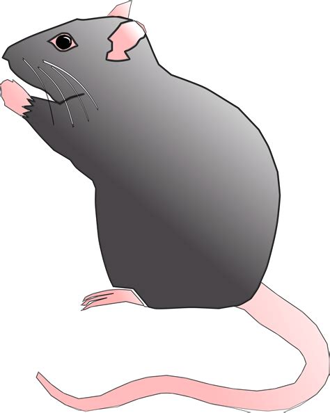 Clipart Rat Cute Rat - Cute Rat Clipart - Png Download - Large Size Png ...