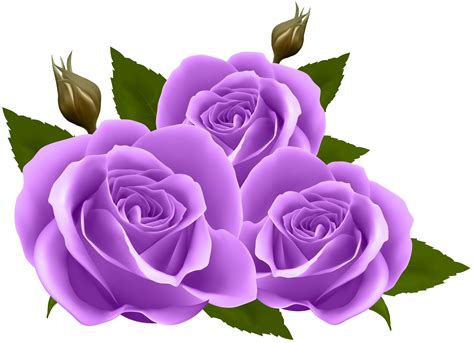 Rose clipart purple, Rose purple Transparent FREE for download on ...