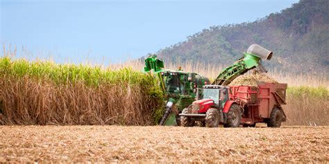 Sugar cane harvest