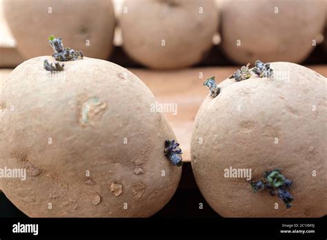 Seed potatoes chitting on wooden greenhouse shelving Stock Photo - Alamy