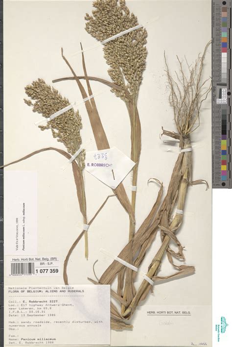 Panicum miliaceum L. subsp. miliaceum (BR0000010773598) | Zenodo