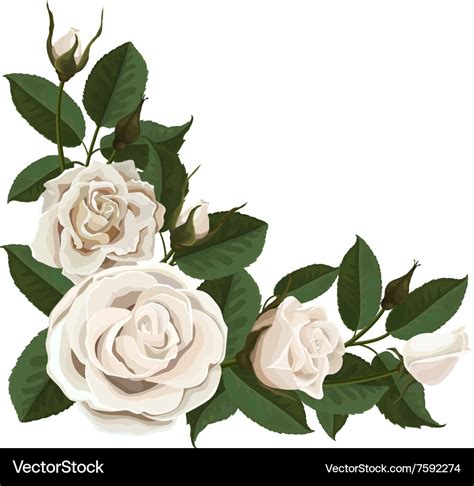 White rose buds and green leaves in corner Vector Image