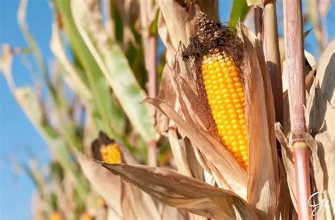 Harvesting Sweet Corn: When And How To Harvest Sweet Corn | Gardening ...