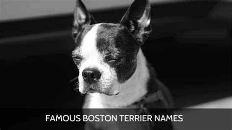 Ultimate List of the Top 700+ Boston Terrier Dog Names - Funny, Unique ...