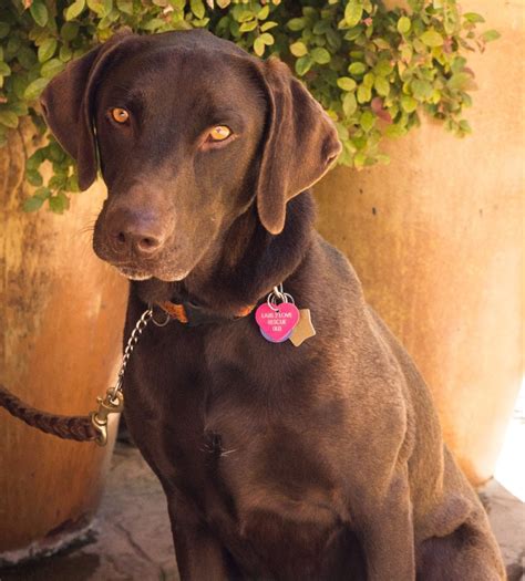 Chocolate Lab Puppies Rescue Ohio : labrador, chocolate, lab, puppy ...