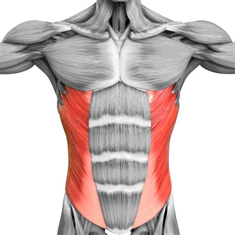 Músculos Parte Do Corpo Humano Anatomia Do Sistema Muscular Ilustração ...