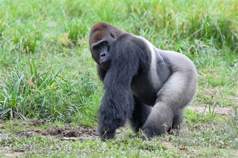 Western Lowland Gorilla Facts