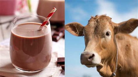 7 percent of adults think chocolate milk comes from brown cows, survey ...