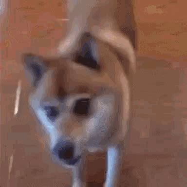 Happy Dog Dance GIF - HappyDog Dance DancingDog - Discover & Share GIFs