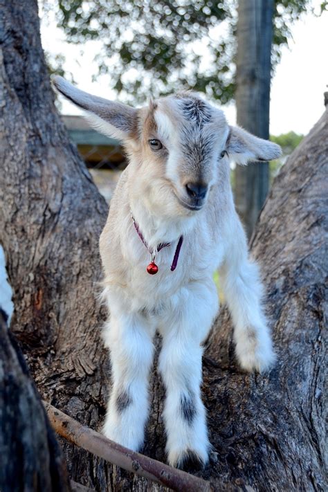 Caring for Goats: the Dos and Don'ts - RSPCA South Australia