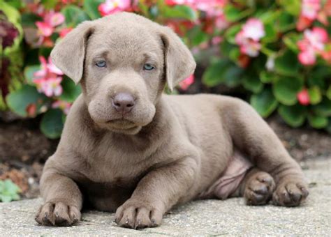 How Much Does A Silver Lab Puppy Cost