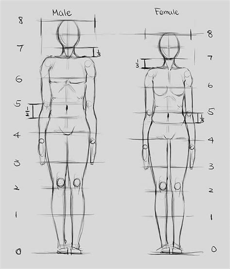 Human Anatomy Drawing Ideas and Pose References - Beautiful Dawn Designs