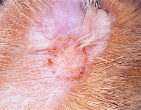 What Does Dog Ringworm Look Like at Joseph Sullivan blog