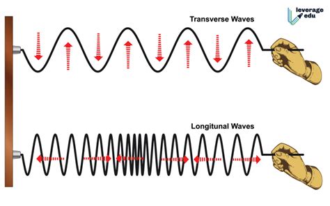 Transverse vs Longitudinal Wave - Leverage Edu