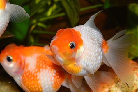 Do Goldfish Eat Other Fish?: Myfishkeepingworld