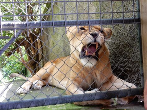 Feeding a Lion at Wellington Zoo - an experience I'll never forget ...