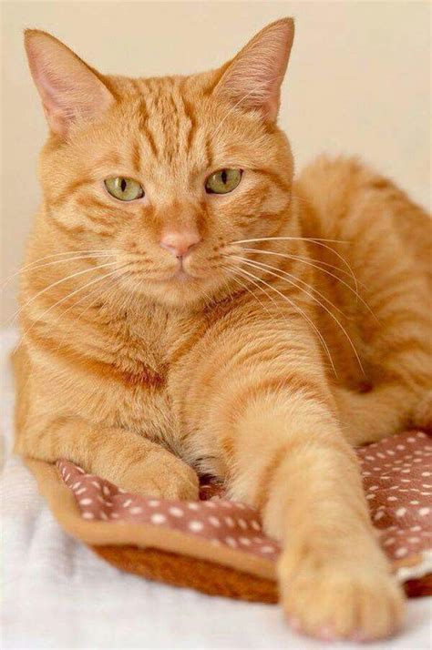 orange cat breeds male - Elnora Pride