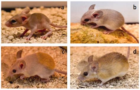 The African spiny mouse (Acomys spp.) as an emerging model for ...