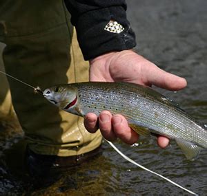 Michigan Arctic Grayling habitat research | Stray Cat Fishing Charters ...