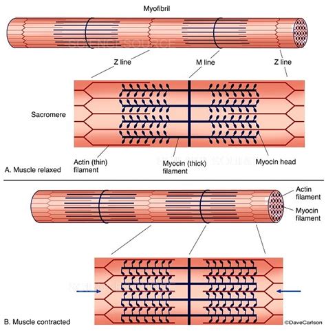 Muscle Contraction Diagram (labeled) | Stock Image - Science Source Images