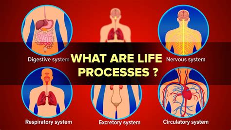 What are Life Processes? | Human Life Process in Biology | Letstute ...