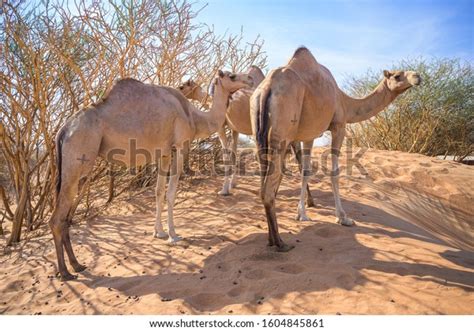 1,114 Desert Park Sharjah Images, Stock Photos & Vectors | Shutterstock