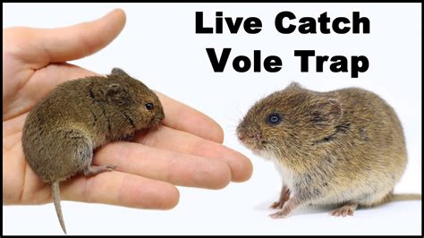 Live Trapping Voles. A Close Look At This Dangerous Animal. Mousetrap ...