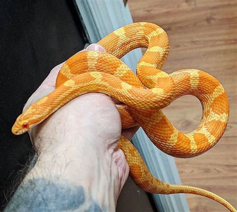 Top 40 Corn Snake Morphs (Color Chart, Pics, And Prices), 46% OFF