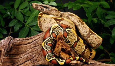 How To Care For A Red Tail Boa (Complete Guide)