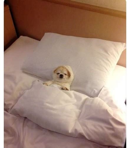 Create meme "Sleep (Sleep , the dog is sleeping in bed, dog in bed ...