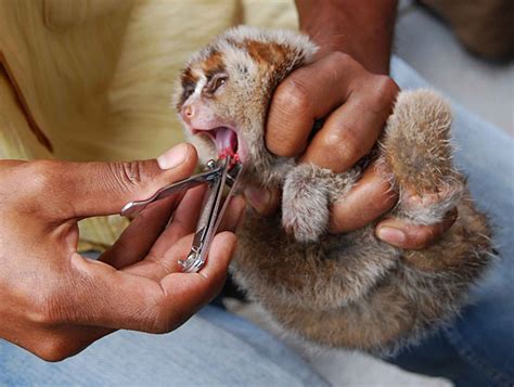 All you need to know about: the slow loris and why it’s endangered ...